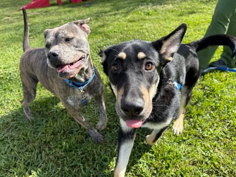 Enlarge Clover Good Luck Girl, a Adoptable mixed breed in Portland, OR image 3/6