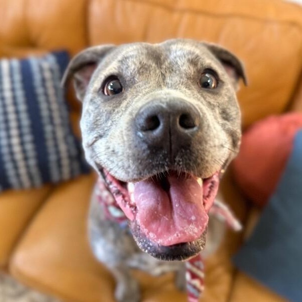Enlarge Clover Good Luck Girl, a Adoptable mixed breed in Portland, OR image 5/6