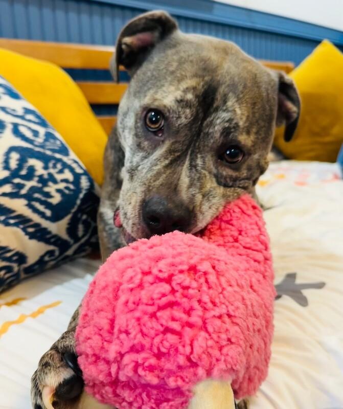 Enlarge Clover Good Luck Girl, a Adoptable mixed breed in Portland, OR image 4/6