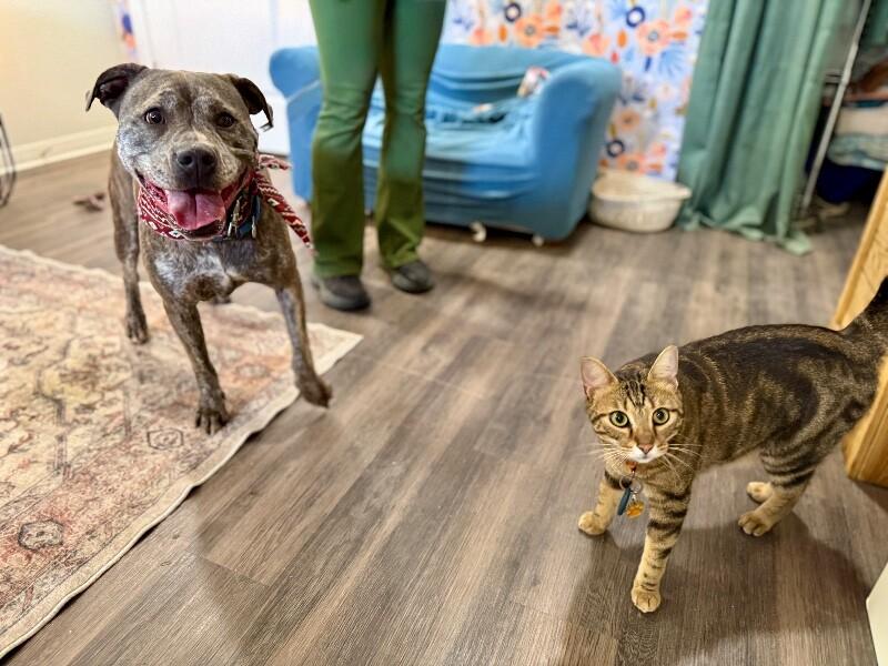 Enlarge Clover Good Luck Girl, a Adoptable mixed breed in Portland, OR image 2/6