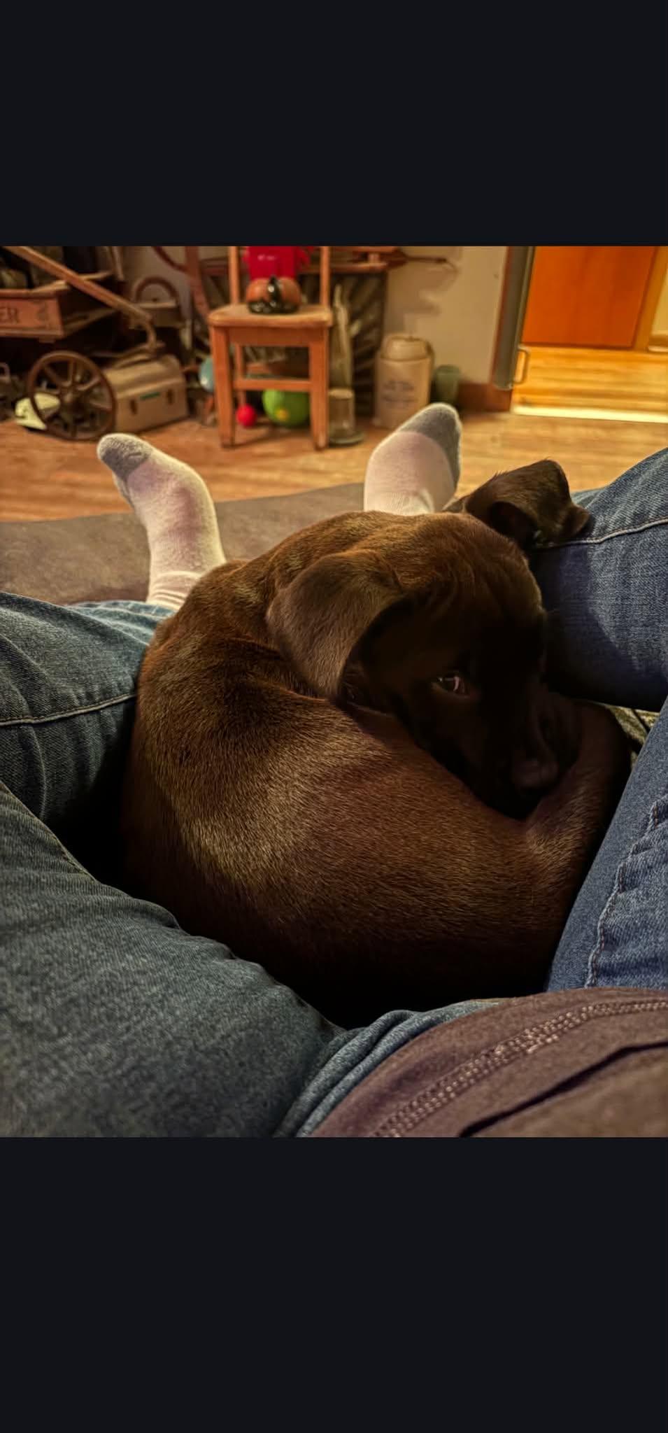 Twist, Adoptable, Puppy Male Terrier.