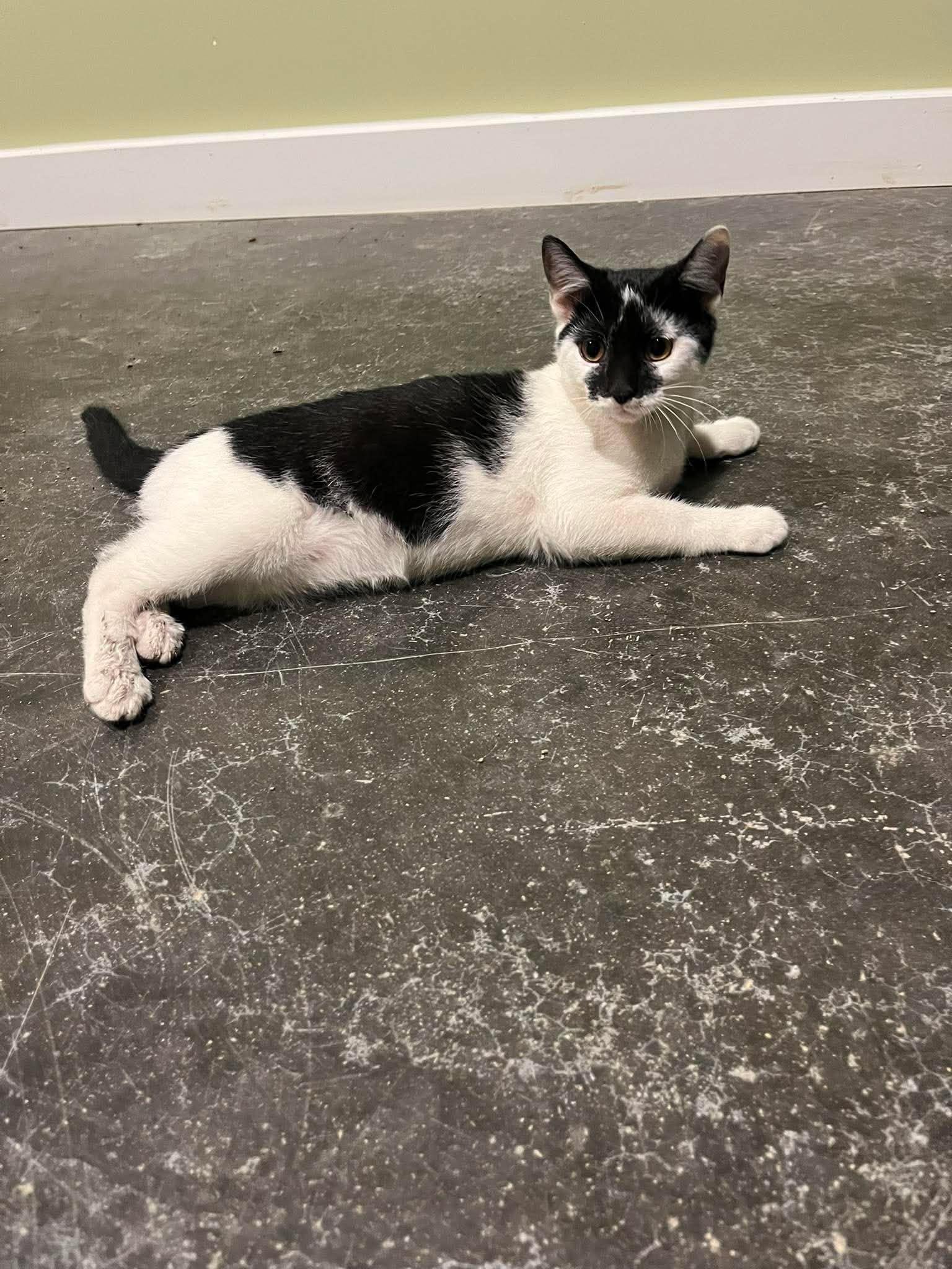 Enlarge Penelope, a ADOPTABLE Domestic Short Hair in Harrodsburg, KY image 1/1