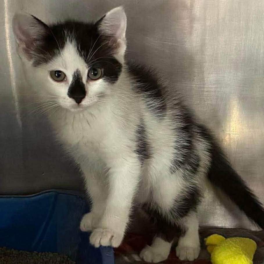 Enlarge KiKi, a Adoptable mixed breed in Petersburg, IL image 1/5