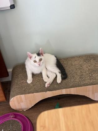 Tibs, Adoptable, Kitten Female Domestic Short Hair & Domestic Short Hair.