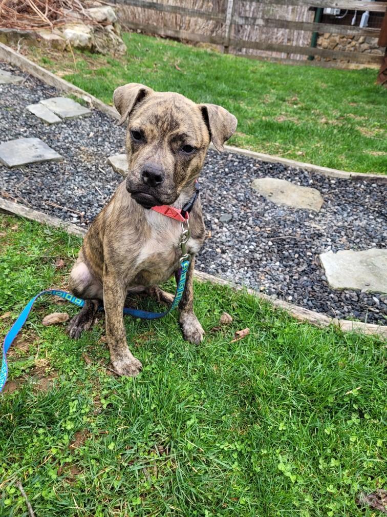 Enlarge Precious, a Adopted Boxer in Mouth Of Wilson, VA image 1/3