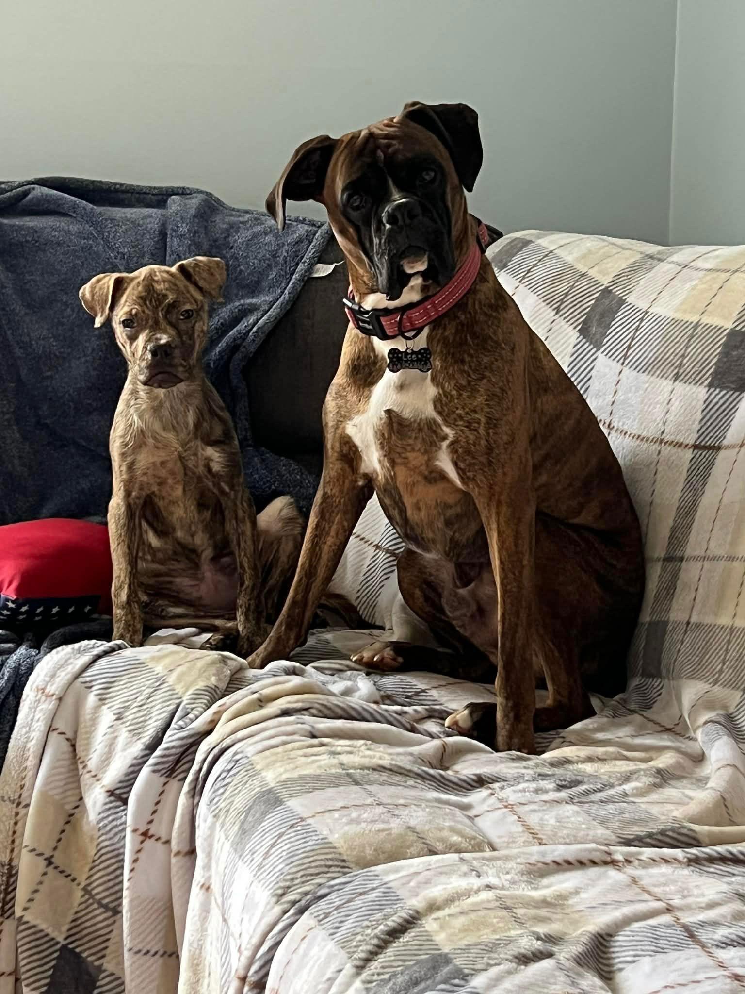 Enlarge Precious, a Adopted Boxer in Mouth Of Wilson, VA image 2/3