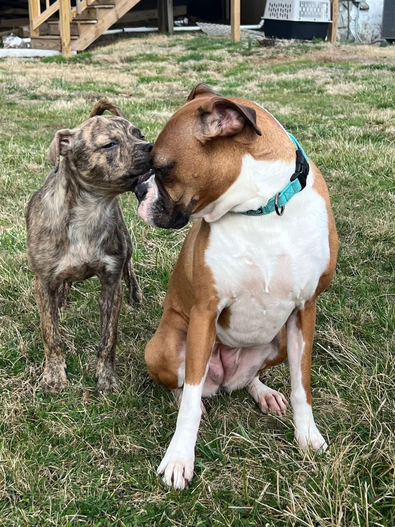 Enlarge Precious, a Adopted Boxer in Mouth Of Wilson, VA image 3/3