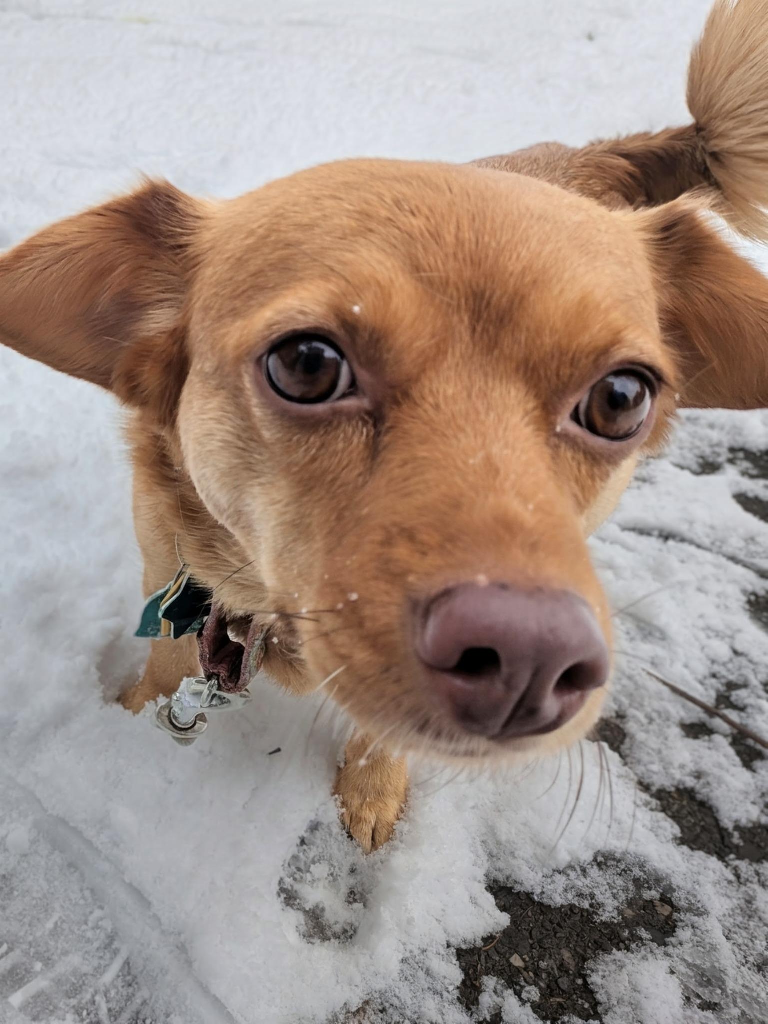 Enlarge DOBBY, a Adoptable mixed breed in Wolcott, VT image 1/2
