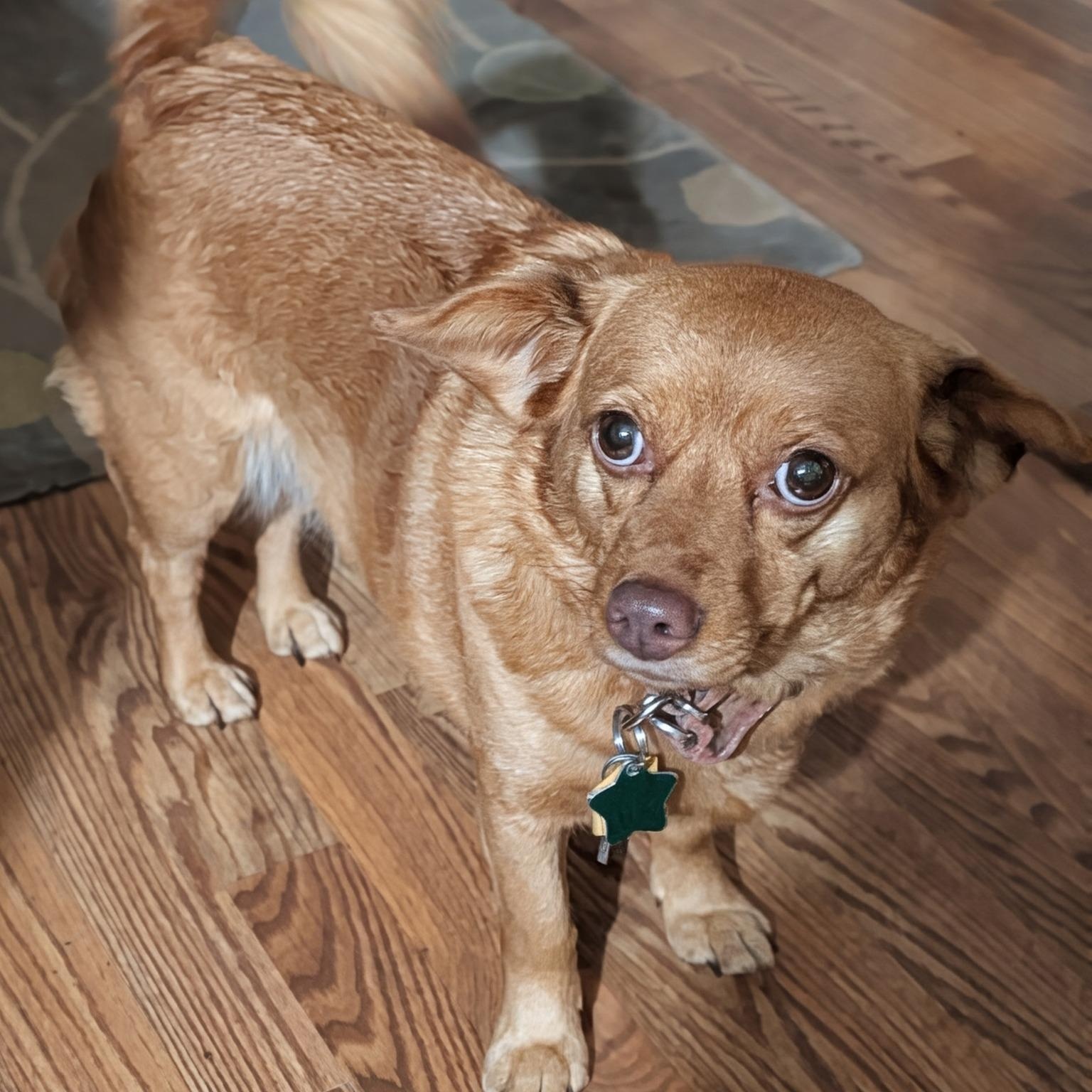 Enlarge DOBBY, a Adoptable mixed breed in Wolcott, VT image 2/2