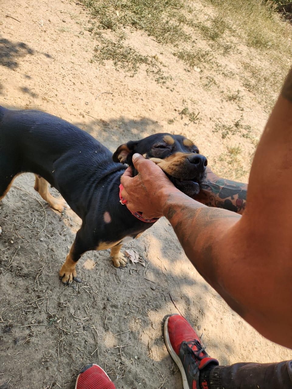 Alexa, an adoptable Mixed Breed in EL COLORADO, JAL, 48265 | Photo Image 5