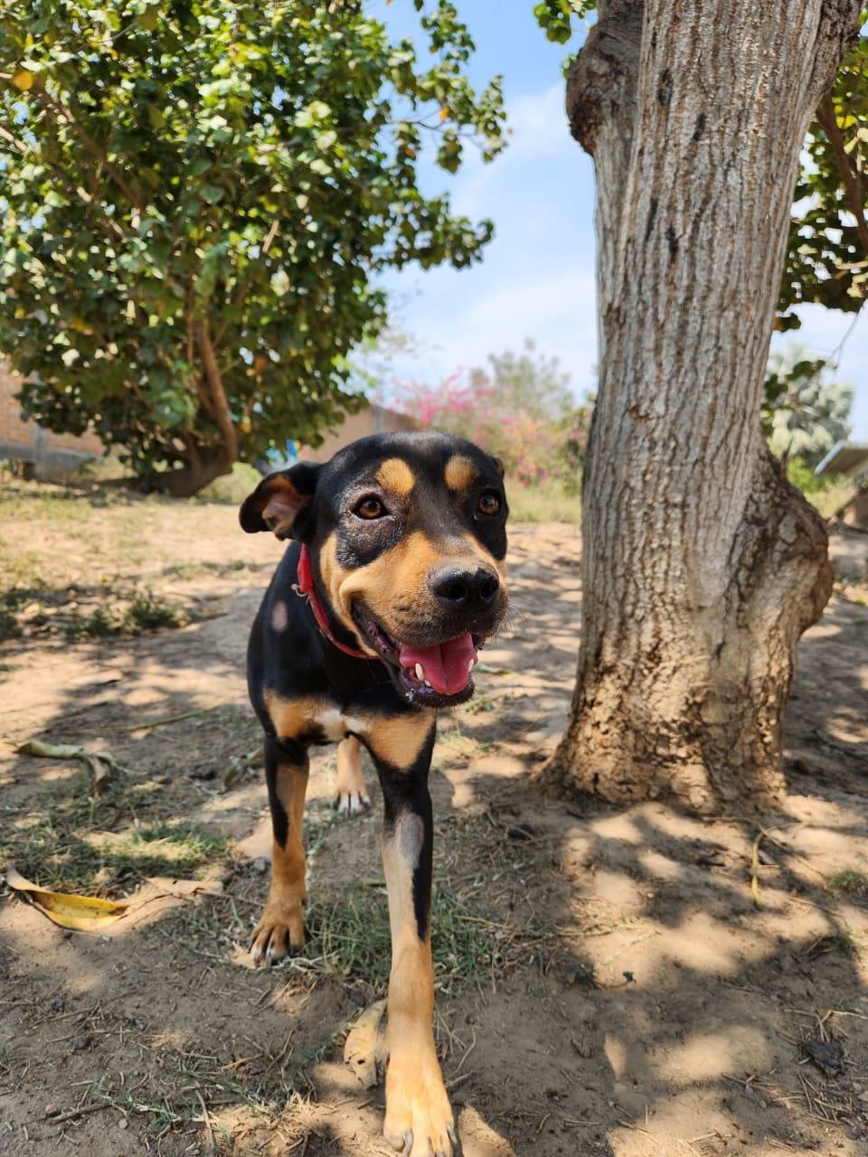 Alexa, a Adoptable Mixed Breed in EL COLORADO, JAL image 2/6