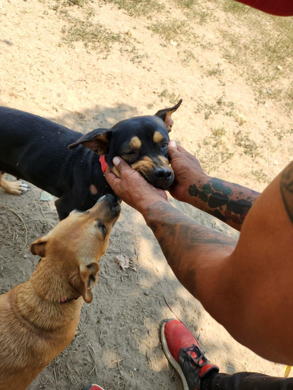 Alexa, an adoptable Mixed Breed in EL COLORADO, JAL, 48265 | Photo Image 2