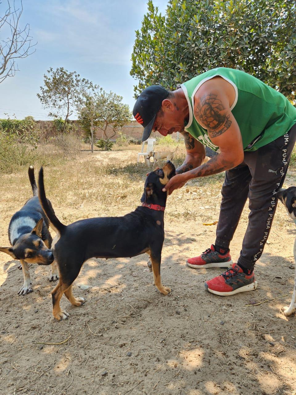 Alexa, an adoptable Mixed Breed in EL COLORADO, JAL, 48265 | Photo Image 6