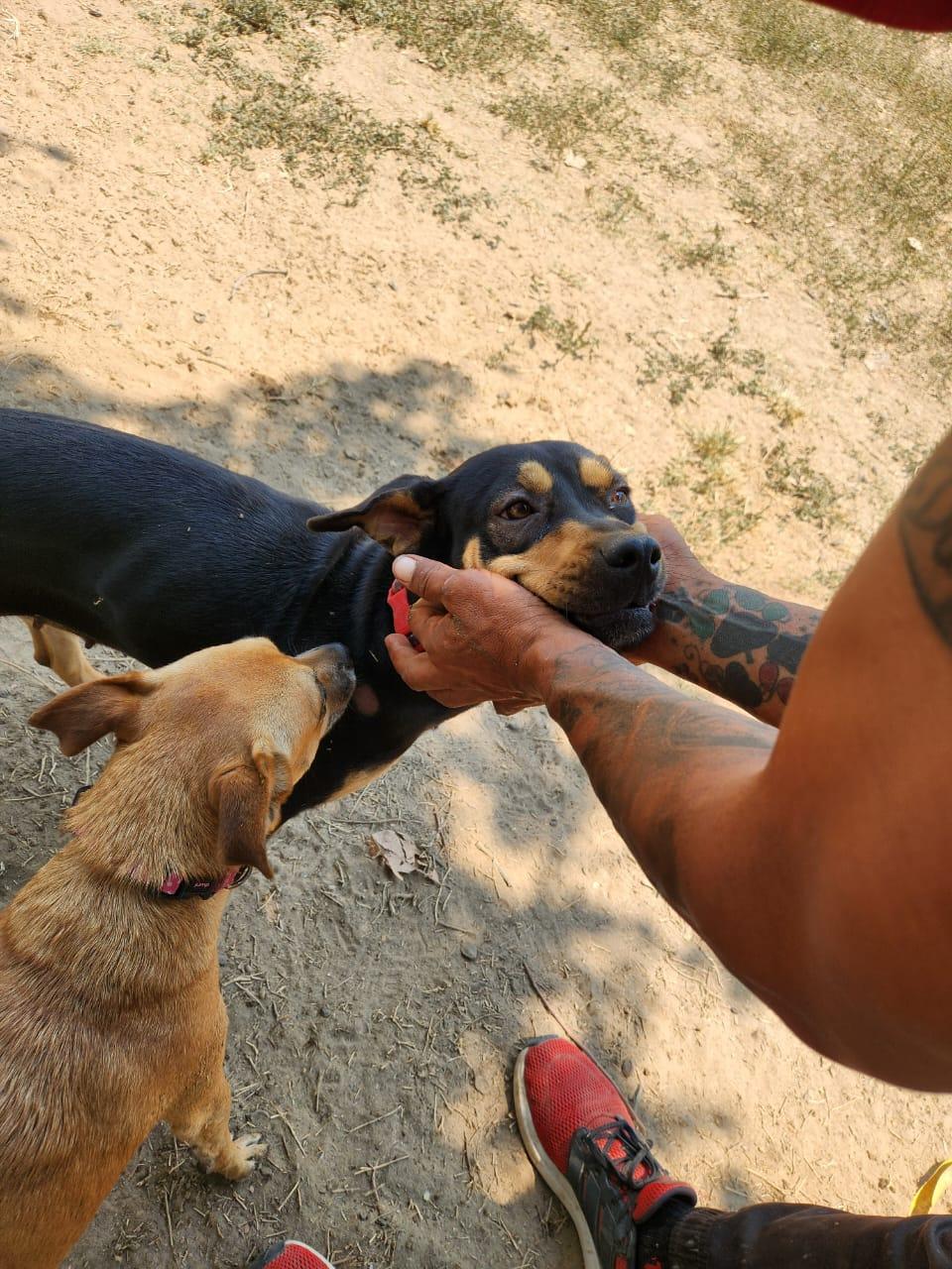 Alexa, a Adoptable Mixed Breed in EL COLORADO, JAL image 5/6