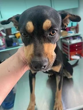 Alexa, Adult Female Mixed Breed