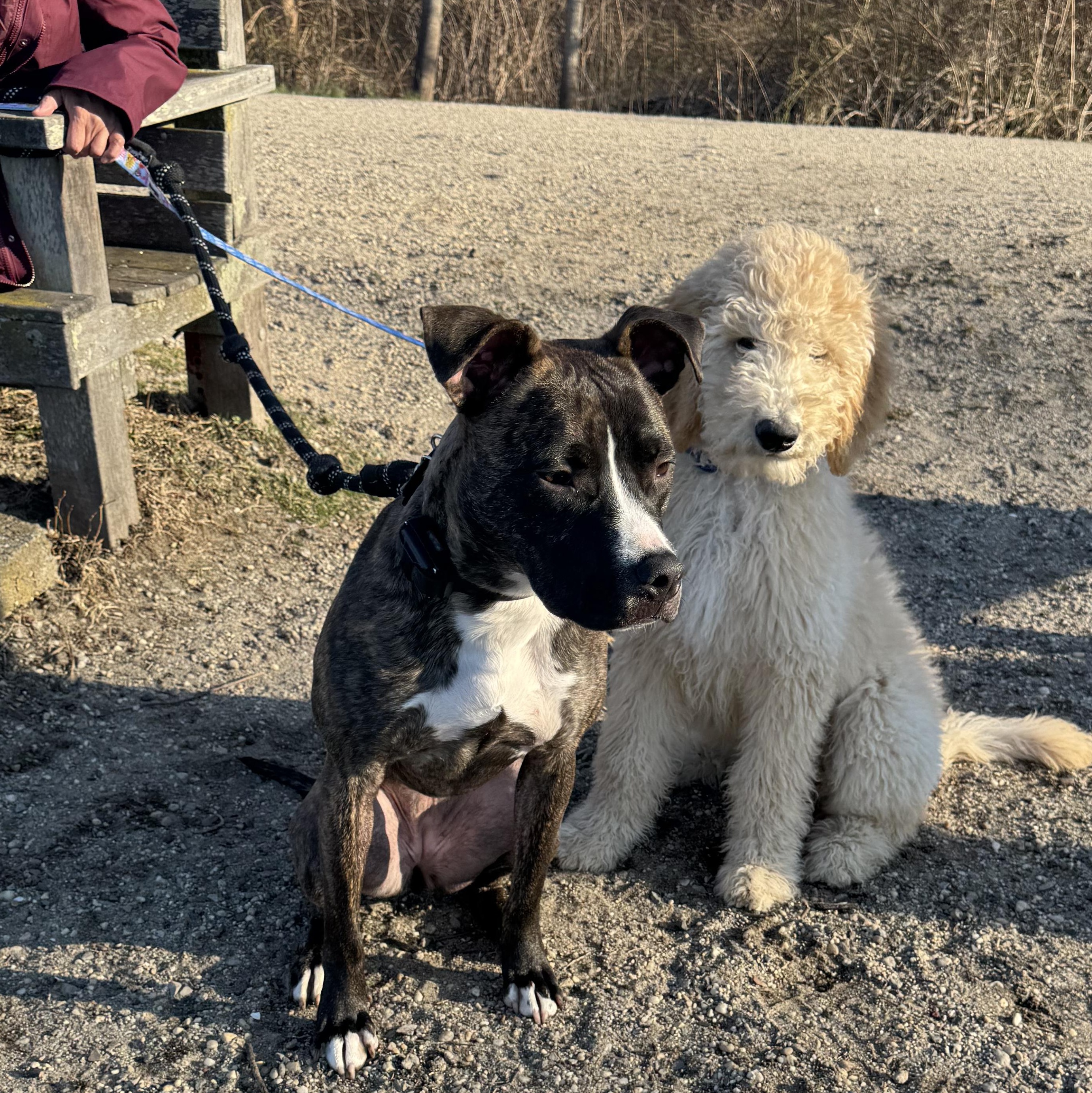 Enlarge Luna, a Adoptable mixed breed in  Huntington station , NY image 5/6