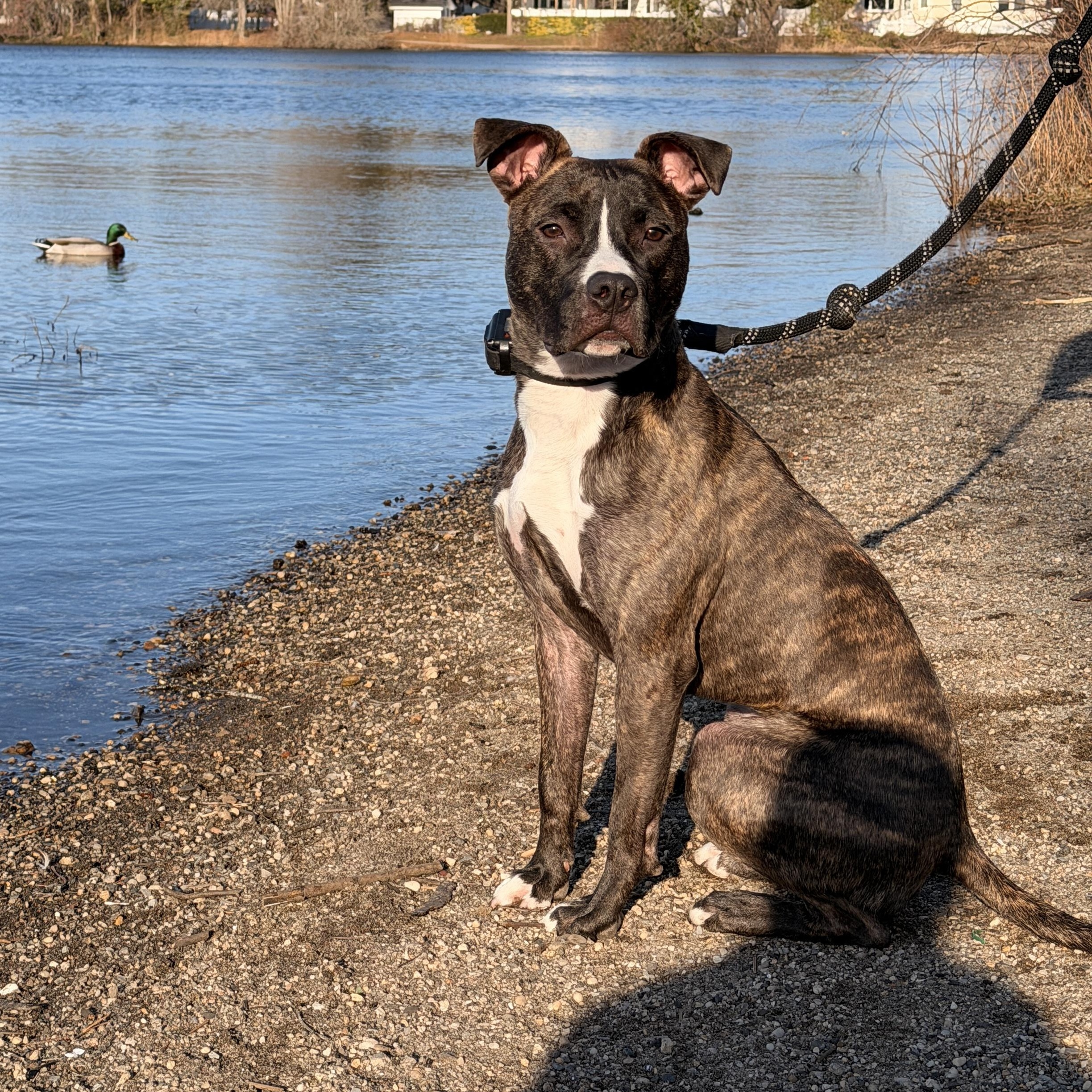 Luna, Adoptable, Young Female Staffordshire Bull Terrier & American Staffordshire Terrier.