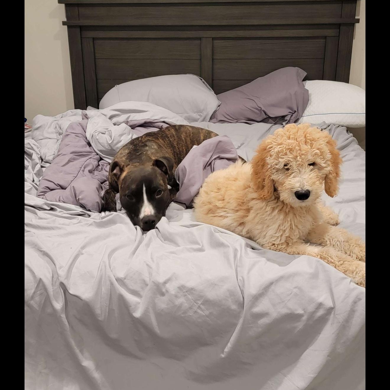 Enlarge Luna, a Adoptable mixed breed in  Huntington station , NY image 4/6