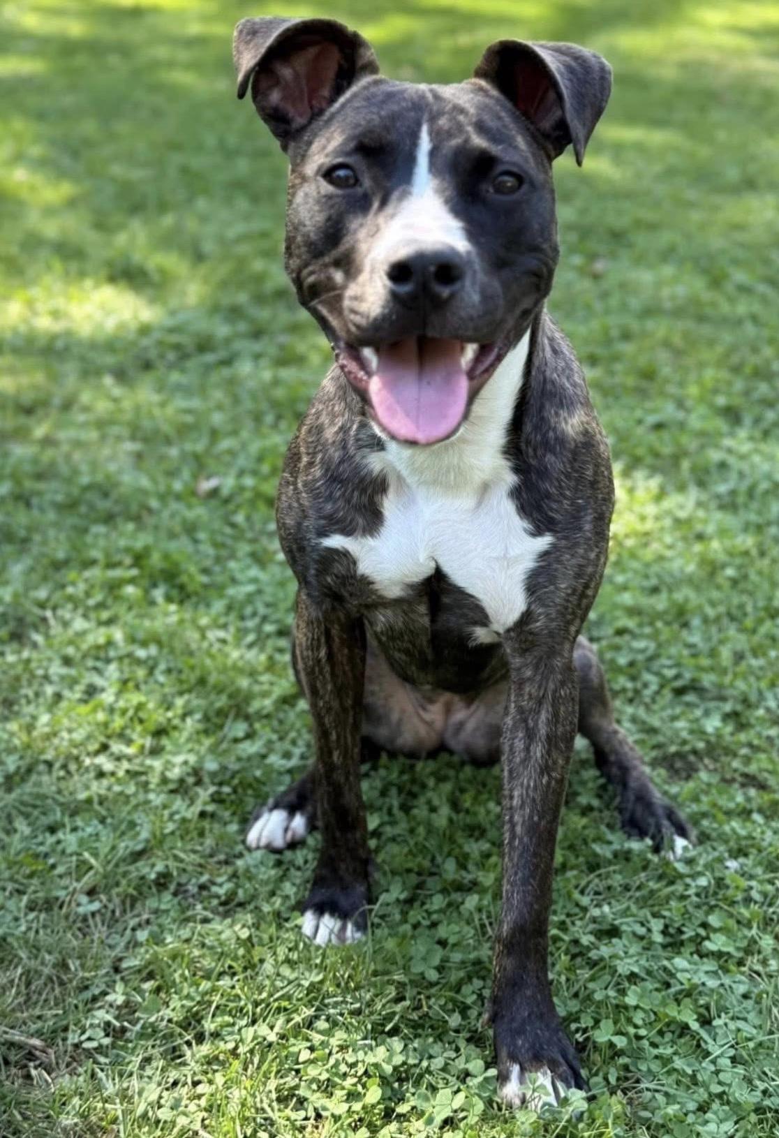 Enlarge Luna, a Adoptable mixed breed in  Huntington station , NY image 3/6