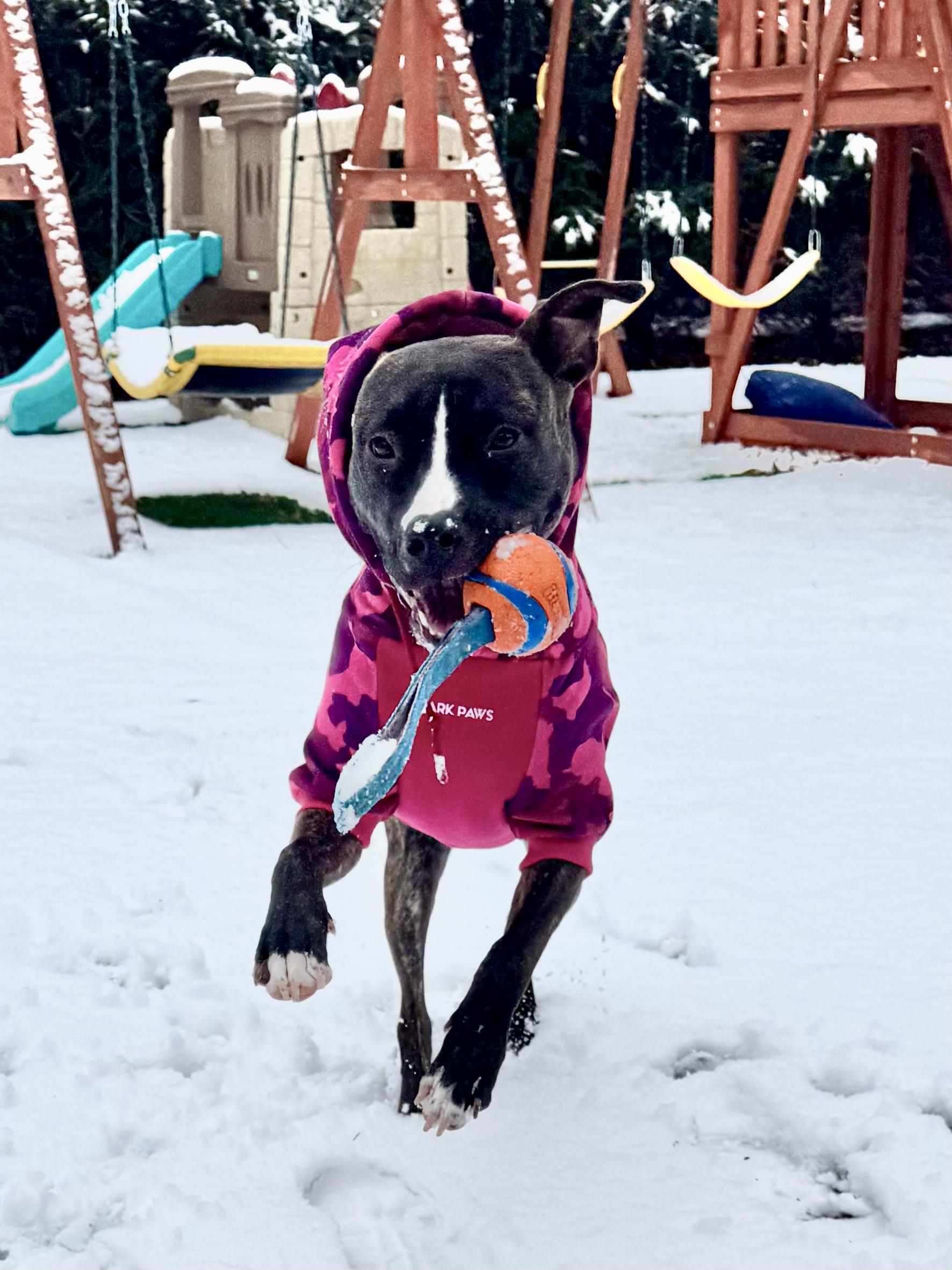 Enlarge Luna, a Adoptable mixed breed in  Huntington station , NY image 6/6