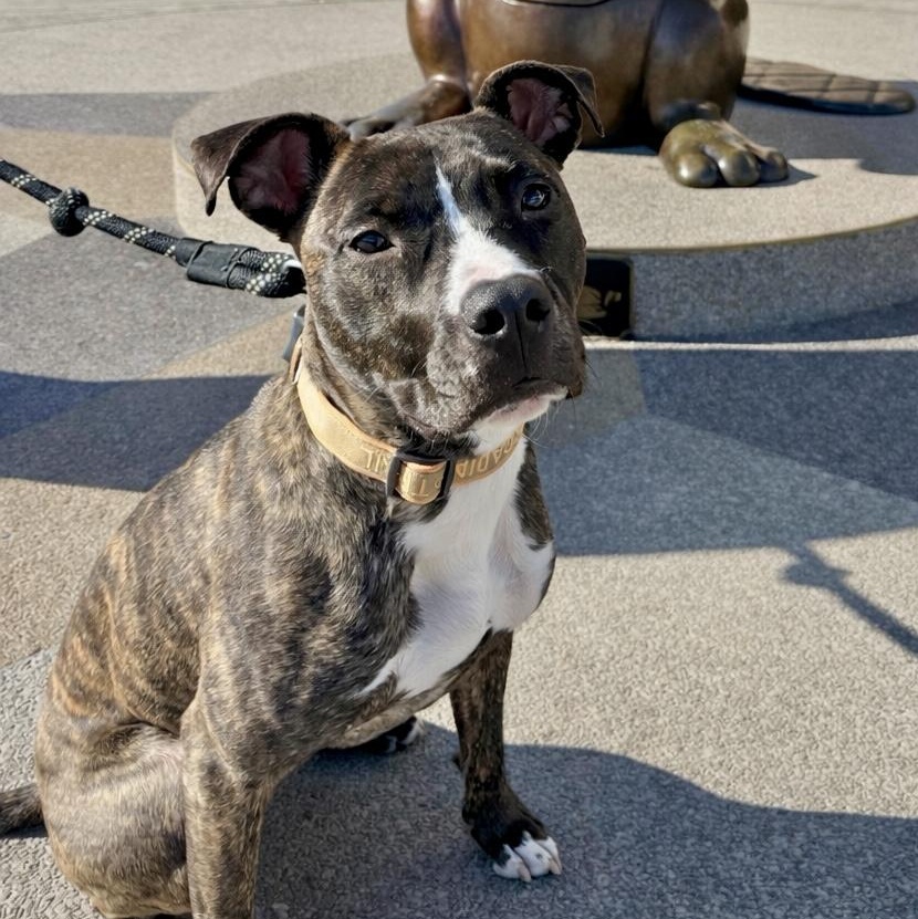 Enlarge Luna, a Adoptable mixed breed in  Huntington station , NY image 2/6