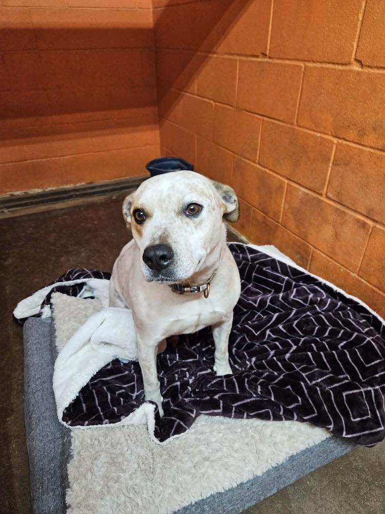 Hiccup, a Adoptable mixed breed in Deerfield, WI image 1/5