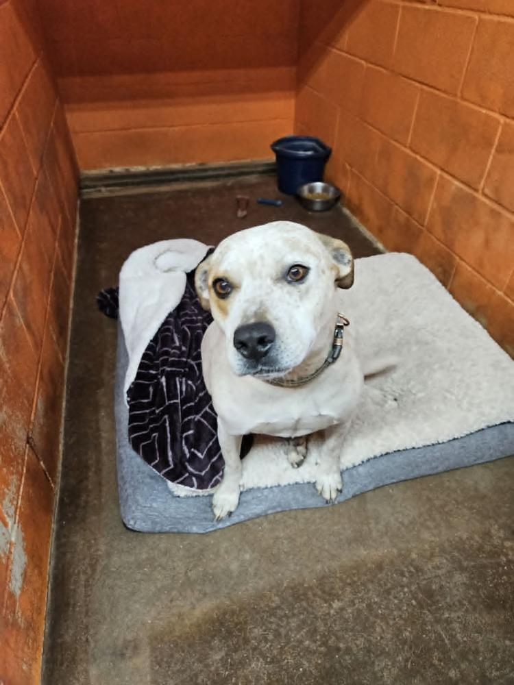 Hiccup, a Adoptable mixed breed in Deerfield, WI image 2/5