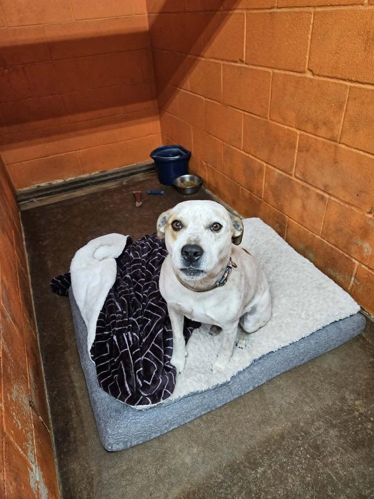 Hiccup, a Adoptable mixed breed in Deerfield, WI image 3/5