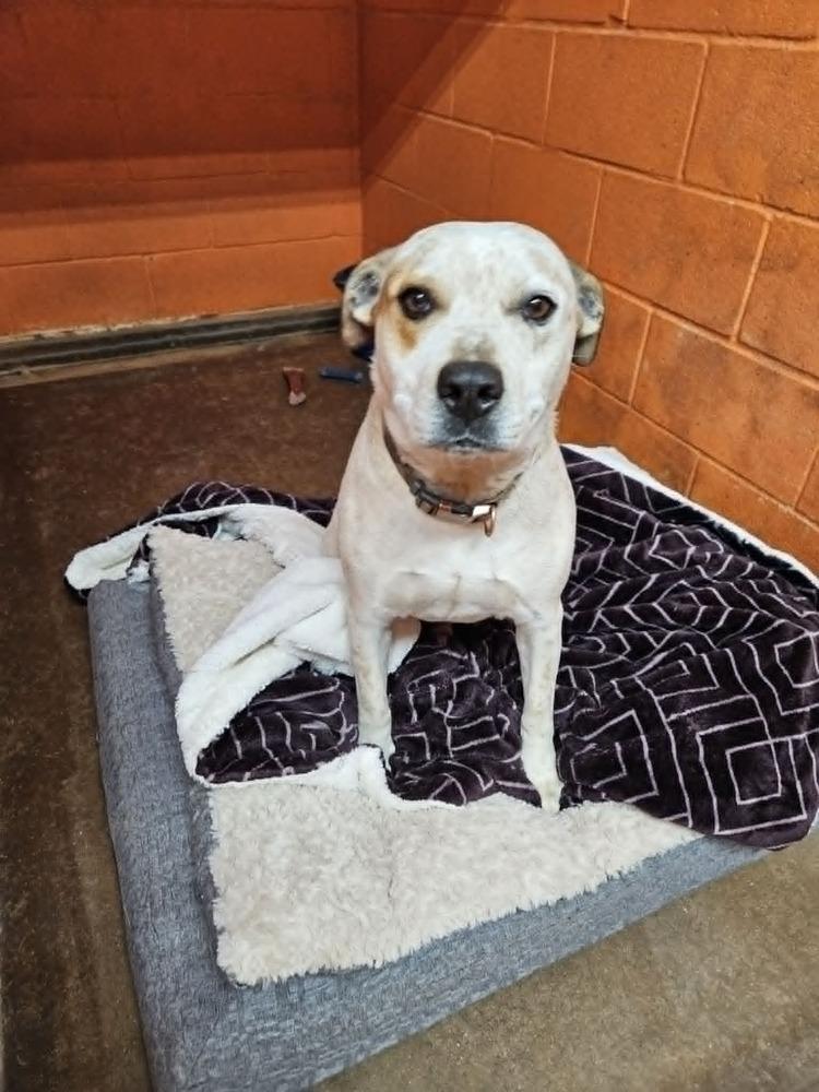 Hiccup, a Adoptable mixed breed in Deerfield, WI image 5/5