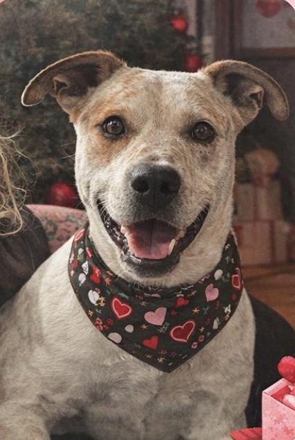 Enlarge Hiccup, a Adoptable mixed breed in Deerfield, WI image 2/2