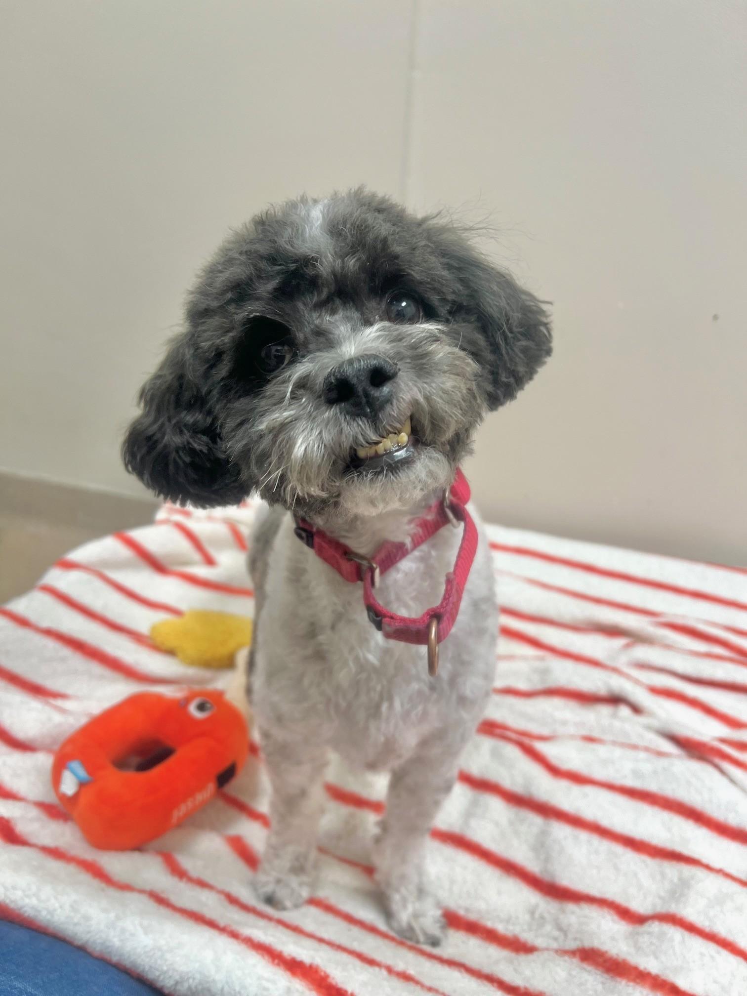 Enlarge Oscar-Loyal, playful, cuddly boy, a ADOPTABLE mixed breed in Oshkosh, WI image 3/4