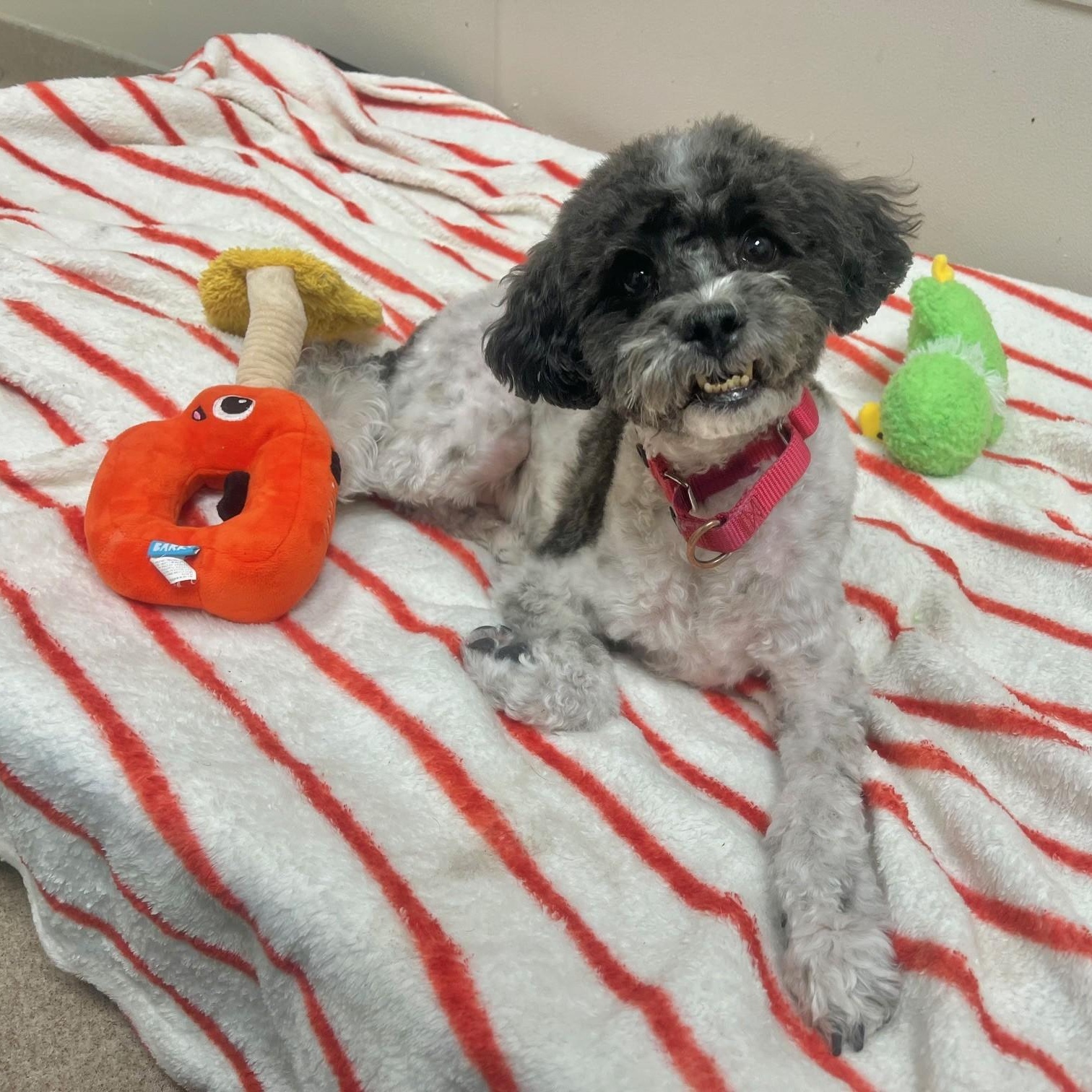 Enlarge Oscar-Loyal, playful, cuddly boy, a ADOPTABLE mixed breed in Oshkosh, WI image 2/4