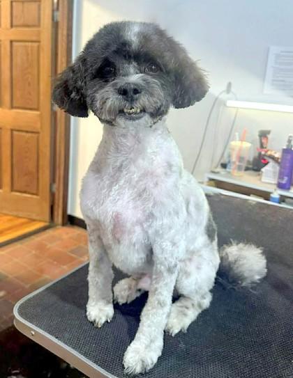 Enlarge Oscar-Loyal, playful, cuddly boy, a ADOPTABLE mixed breed in Oshkosh, WI image 4/4