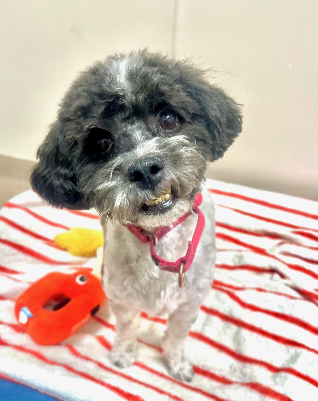 Enlarge Oscar-Loyal, playful, cuddly boy, a ADOPTABLE mixed breed in Oshkosh, WI image 1/4