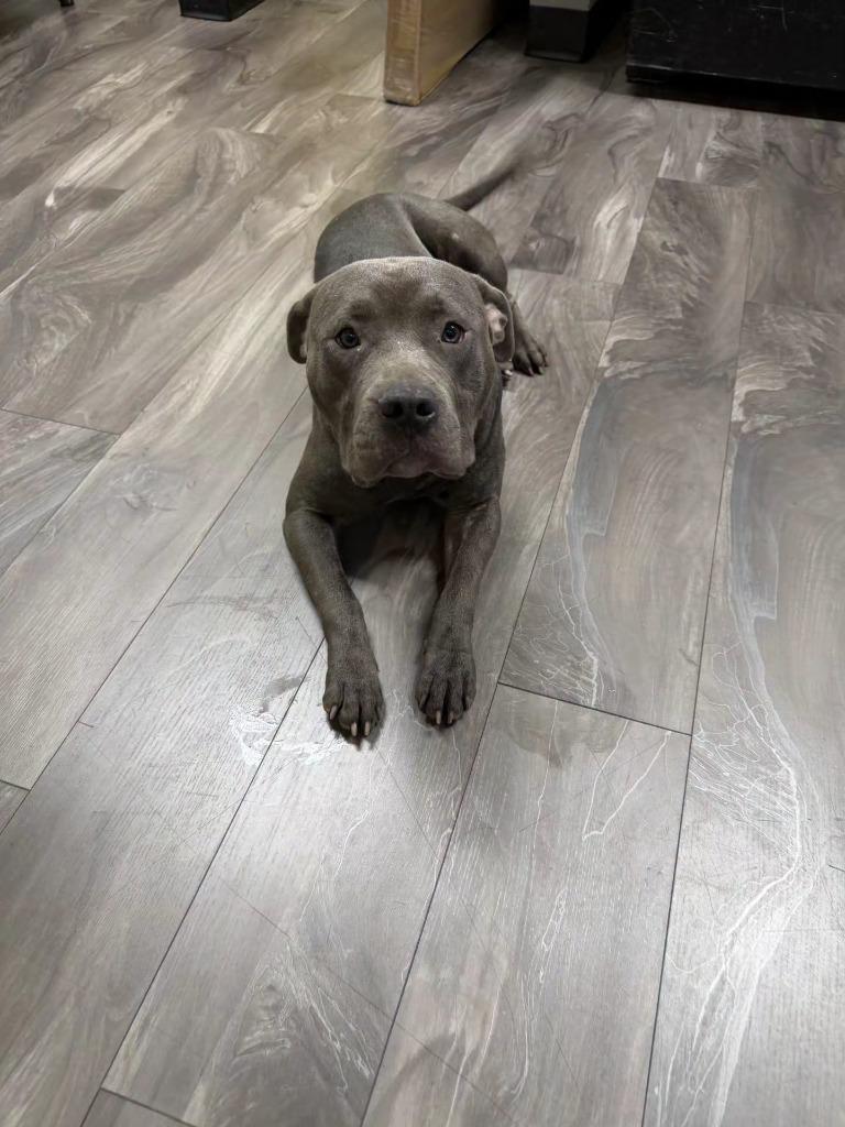 Enlarge Drag, a Adoptable Pit Bull Terrier in Trenton, NJ image 1/1