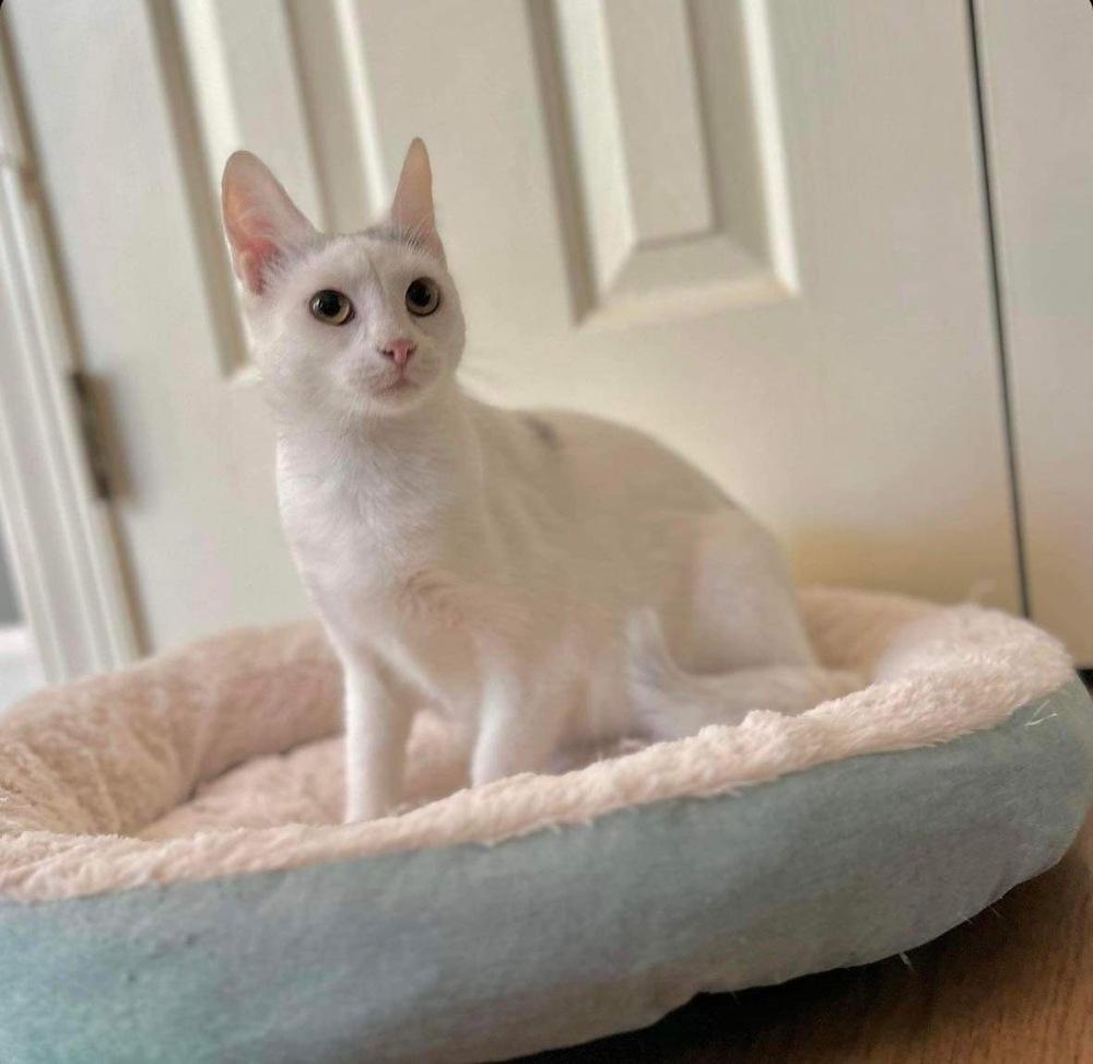 Harpurr, Adoptable, Young Female Domestic Short Hair.