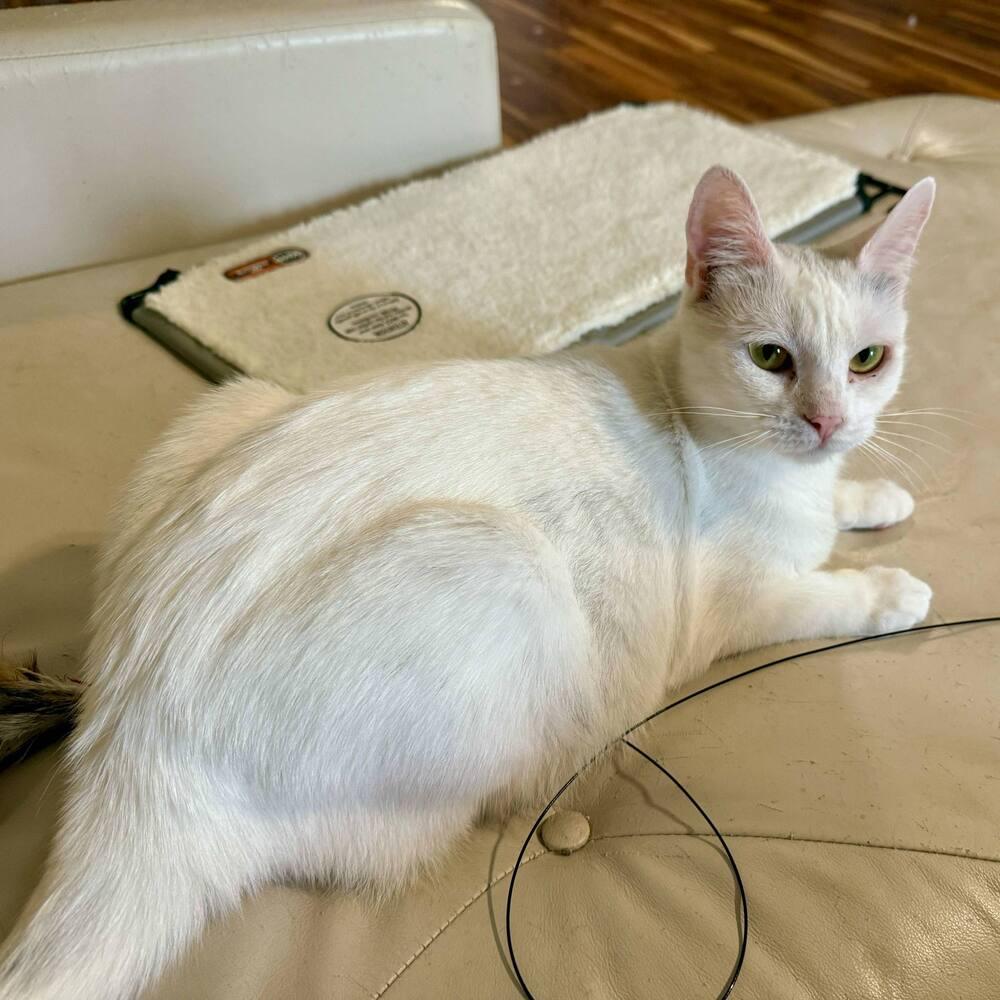 Harpurr, Adoptable, Young Female Domestic Short Hair.