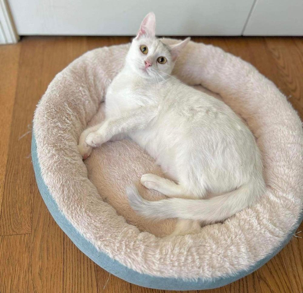Harpurr, Adoptable, Young Female Domestic Short Hair.