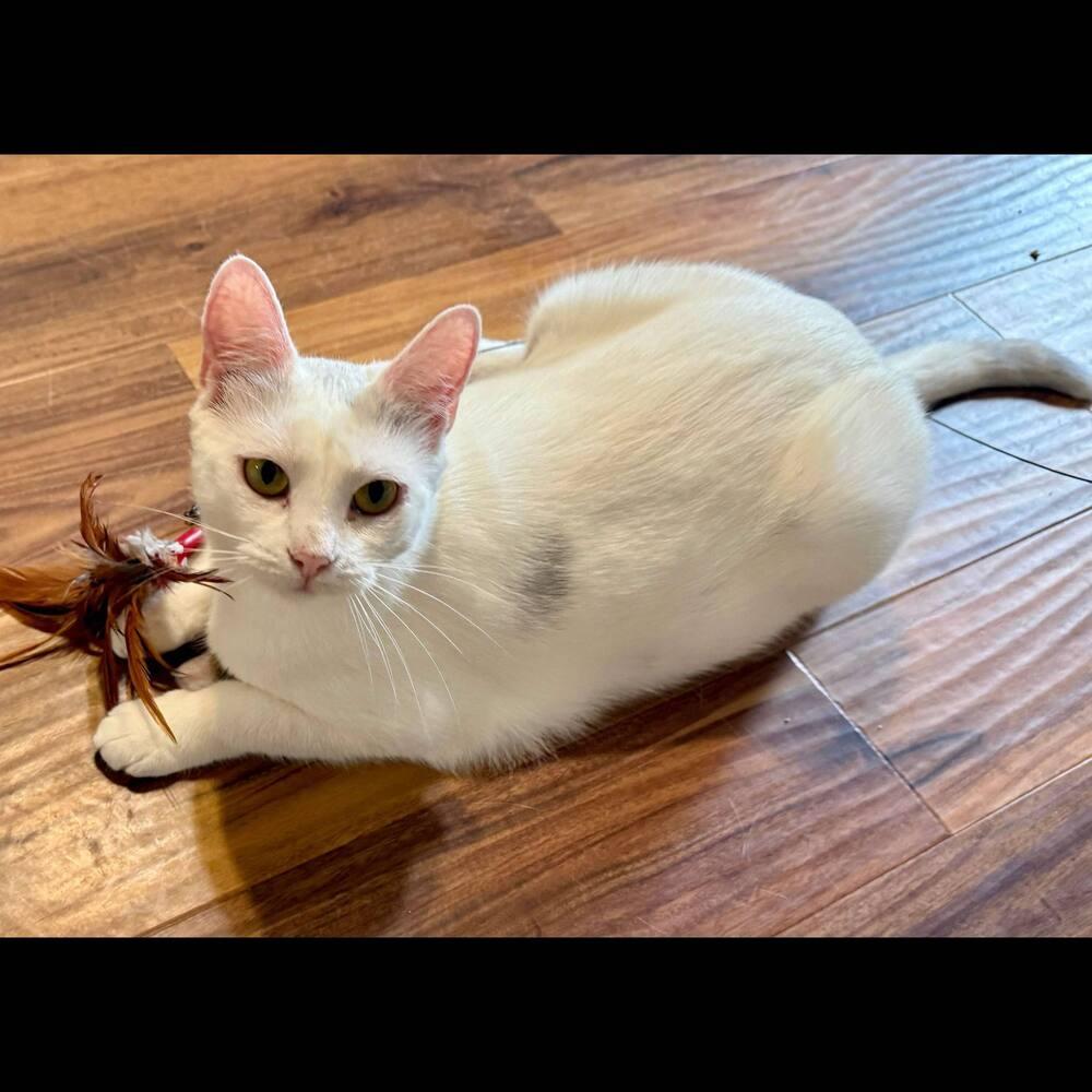 Harpurr, Adoptable, Young Female Domestic Short Hair.