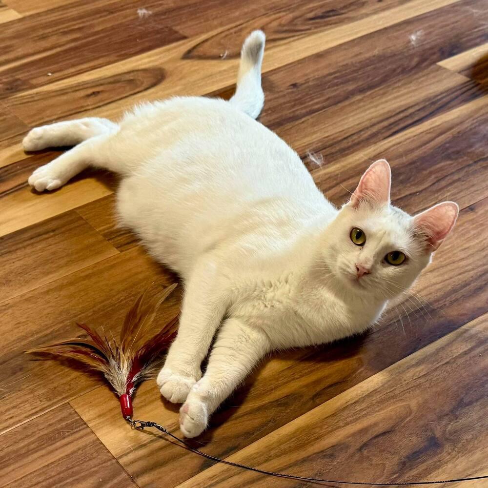 Enlarge Harpurr, a Adoptable Domestic Short Hair in Raleigh, NC image 5/6