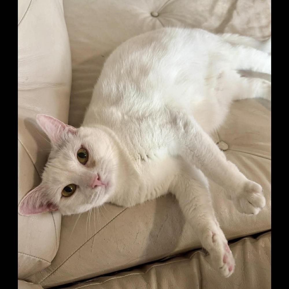Enlarge Harpurr, a Adoptable Domestic Short Hair in Raleigh, NC image 5/6
