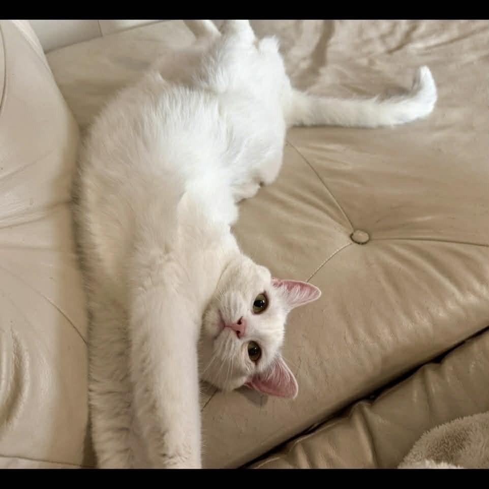 Enlarge Harpurr, a Adoptable Domestic Short Hair in Raleigh, NC image 6/6
