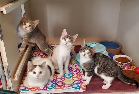 Enlarge Pixie and Gretchen, a Adoptable Domestic Short Hair in Hutchinson, MN image 1/5