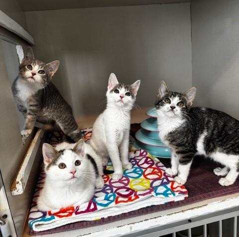 Enlarge Pixie and Gretchen, a Adoptable Domestic Short Hair in Hutchinson, MN image 2/5