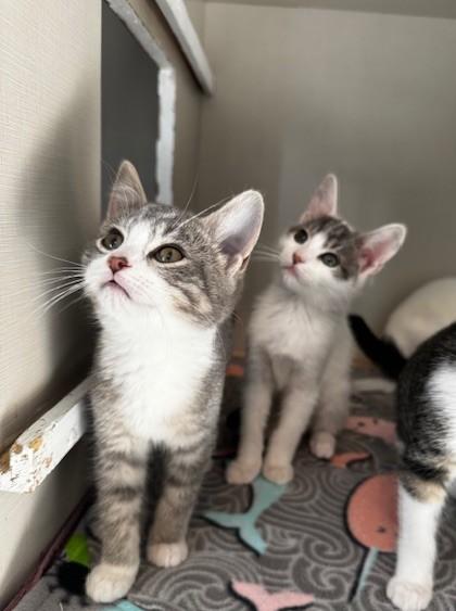 Pixie, Duncan, Wayne and Gretchen