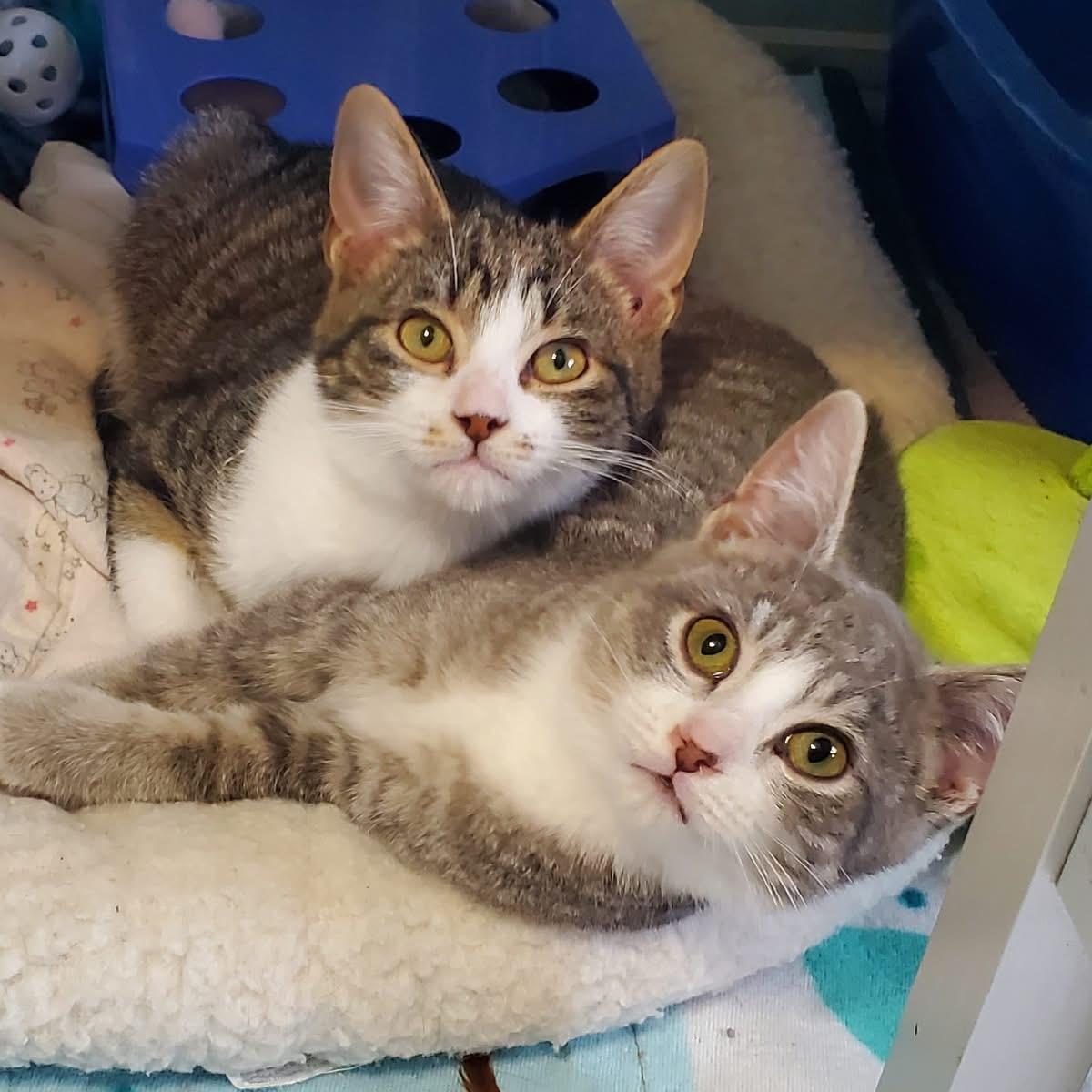 Enlarge Pixie and Gretchen, an adopted Domestic Short Hair in Hutchinson, MN image 1/4