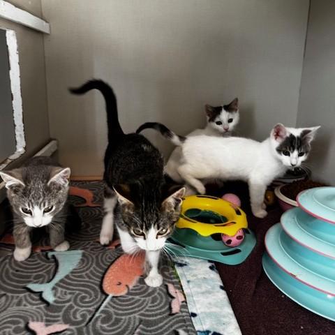 Pixie, Duncan, Wayne and Gretchen