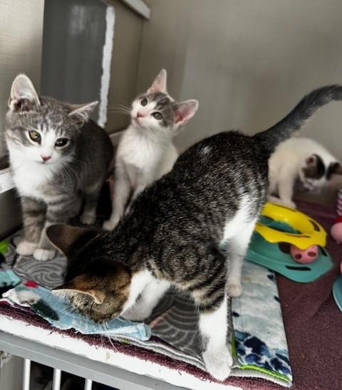 Pixie, Duncan, Wayne and Gretchen