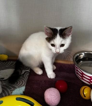 Pixie, Duncan, Wayne and Gretchen