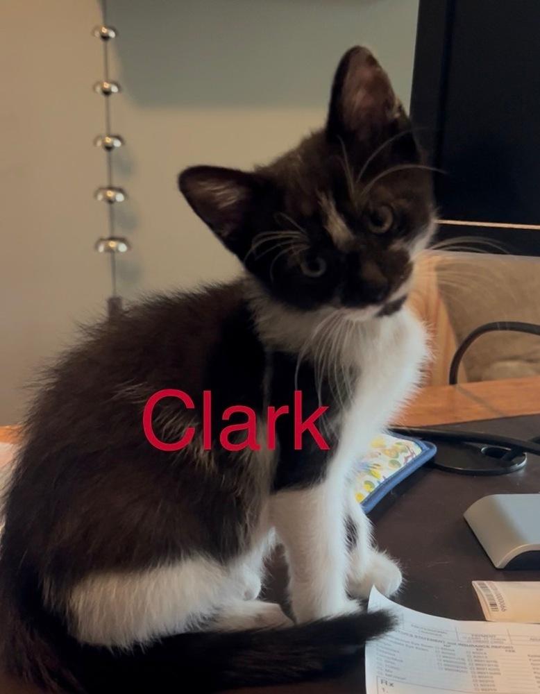 Clark, Adoptable, Kitten Male Domestic Short Hair.